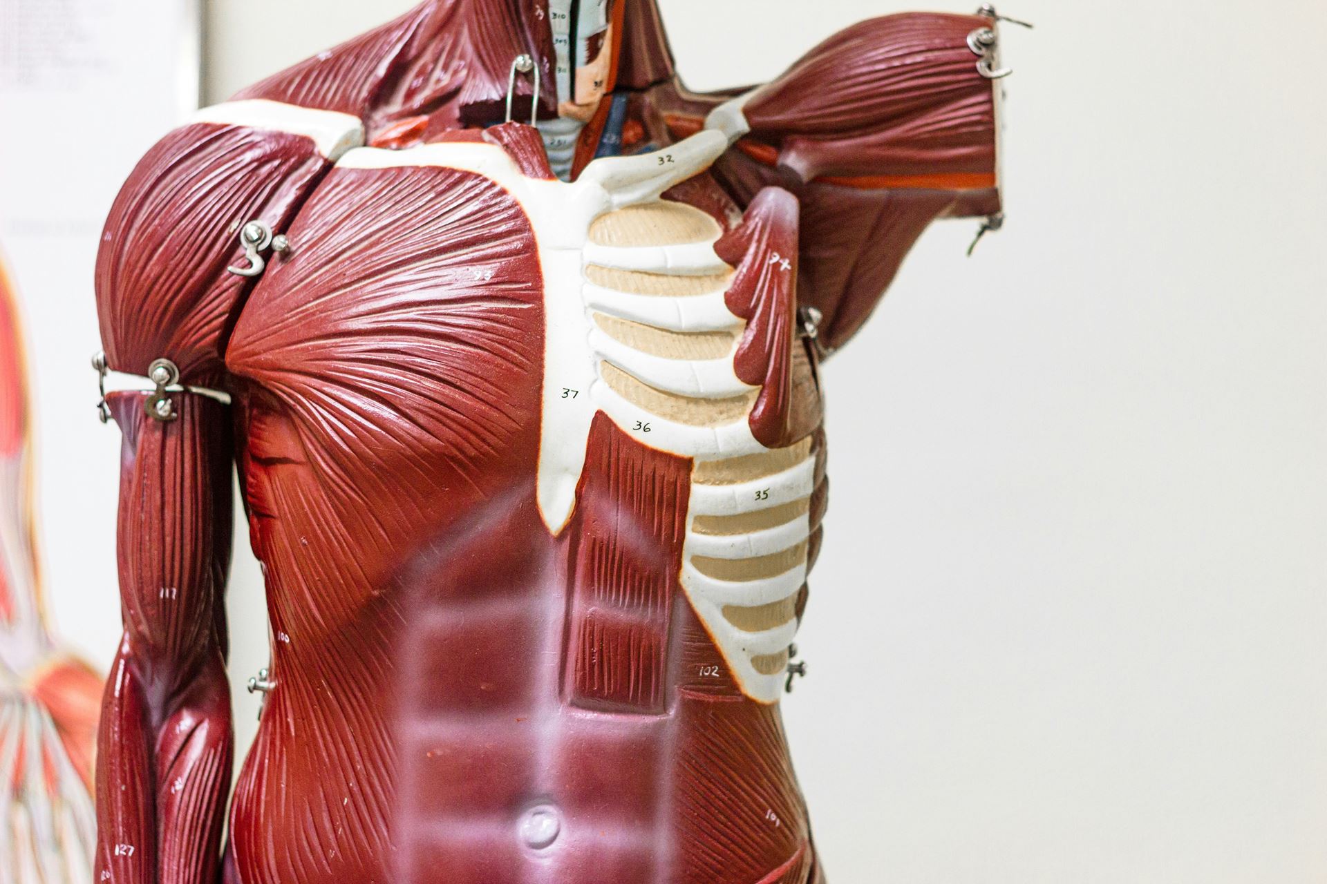 muscle anatomy